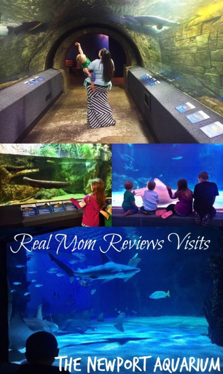 The Newport Aquarium